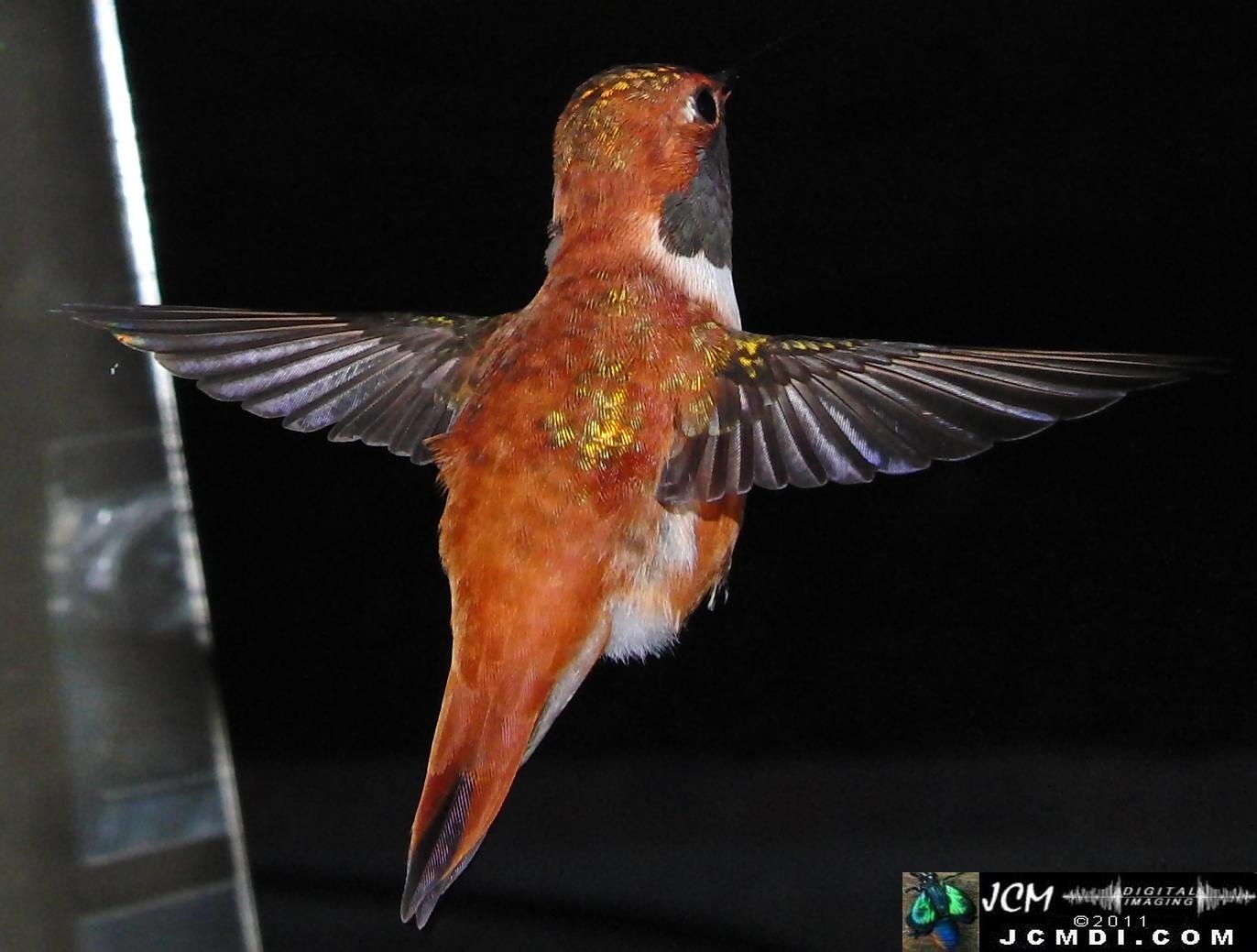 Hummingbird photo captured from Robo-Cam Motion Detection at JCMDI.COM
